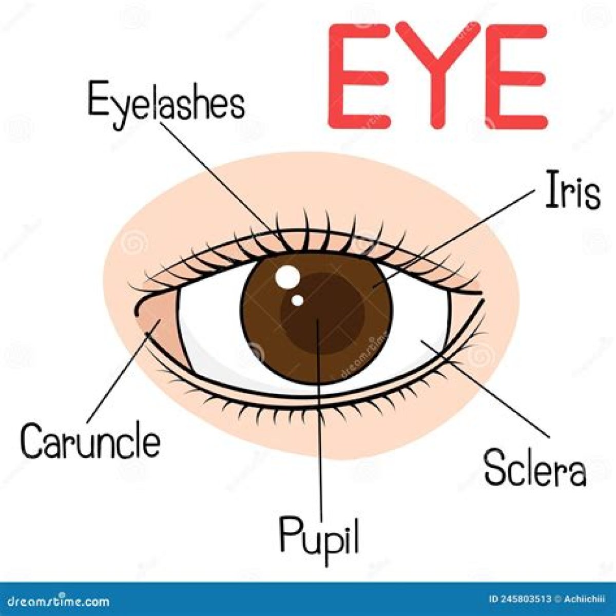 Body part with a pupil