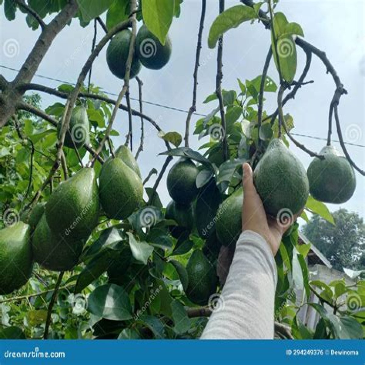 Bottom-heavy fruit
