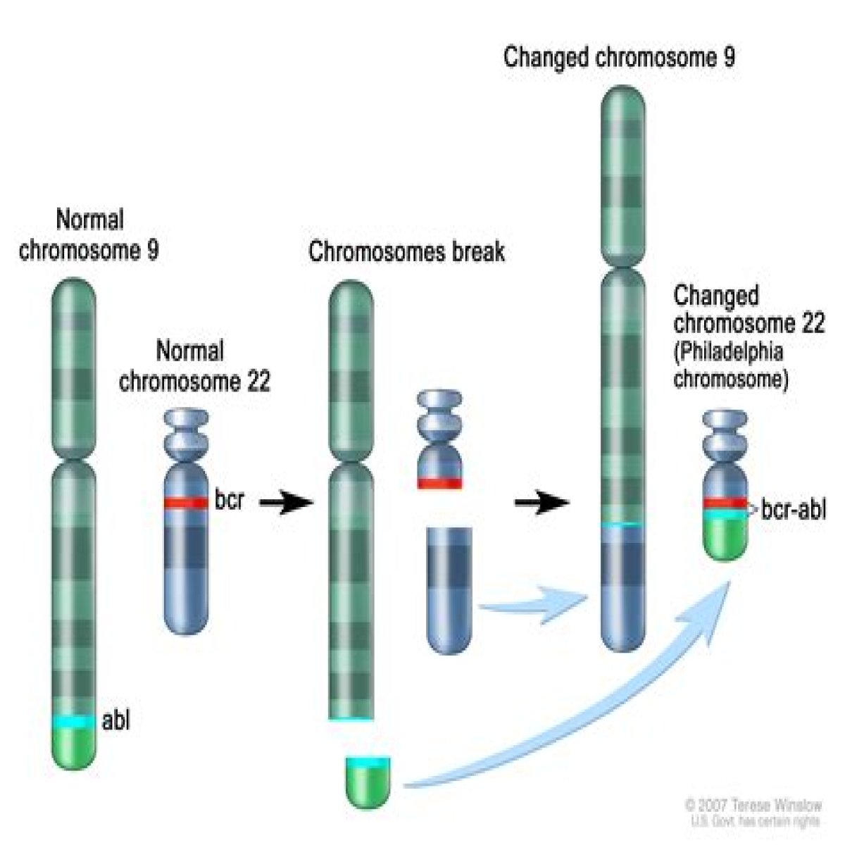 It's in your genes: Abbr.