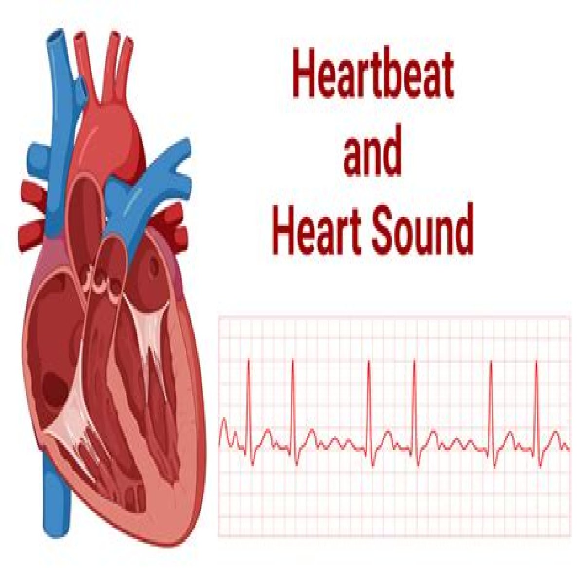 Pit-a-___ (heartbeat's sound)