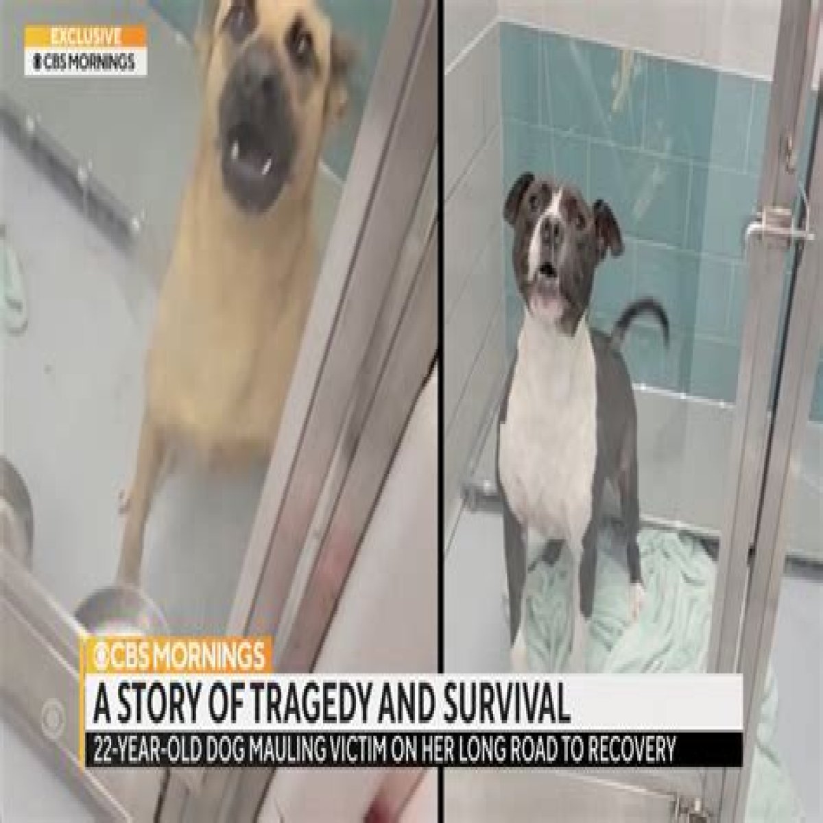 
Where Is Jacqueline Durand From Dog Attack Incident? What Happened To Dr Justin Bishop Dog? 